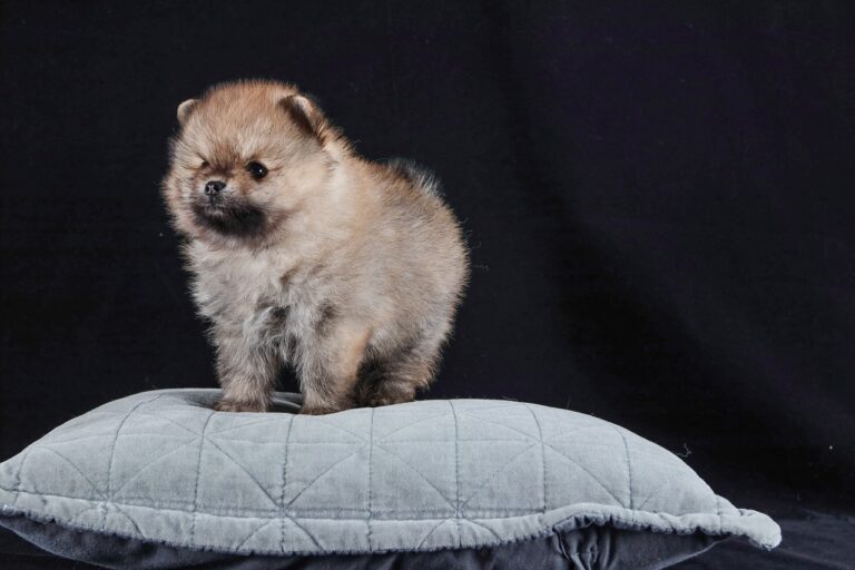 Dog Obedience Training at Home: How to Train Your Pup