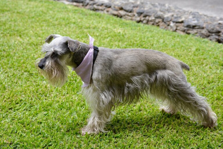 7 Miniature Schnauzer Training Tips for a Well-Behaved, Sassy Little Companion