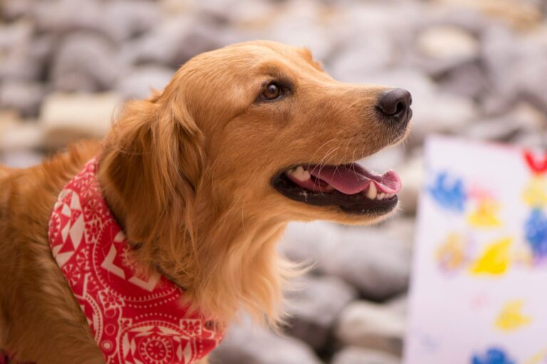 15 Dog Breeds That Are Surprisingly Easy to Train