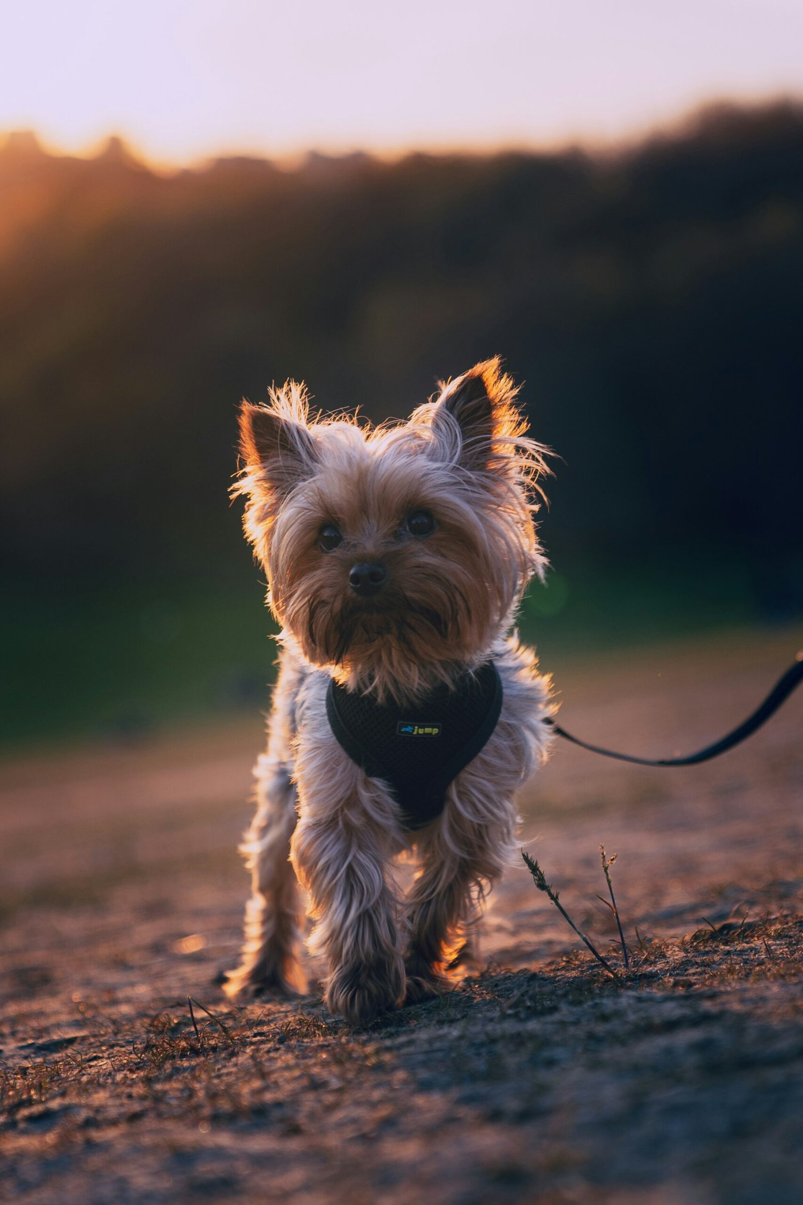 7 Biggest Mistakes Of Yorkie Owners - Smart Dog Learning