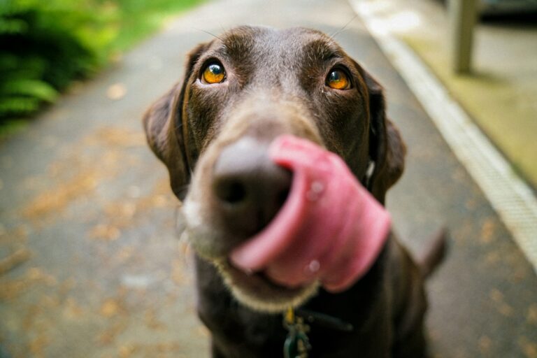 5 Best Apps For Dog Training