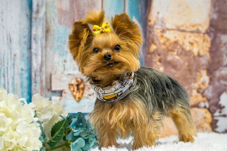 7 Biggest Mistakes Of Yorkie Owners