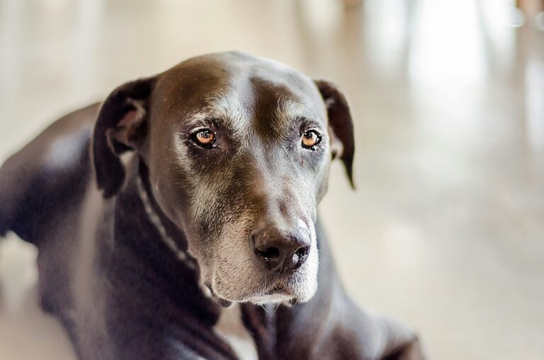 10 Things You Shouldnât Do with a Senior Dog