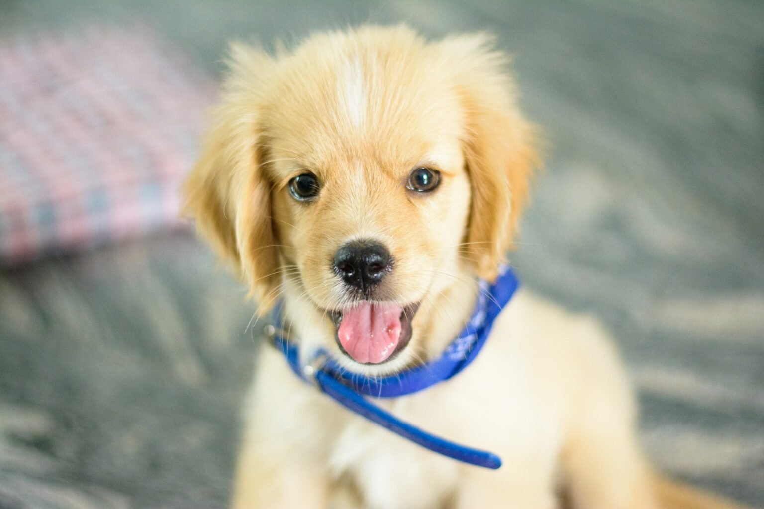 Care For Puppy Whining Caused By Overstimulation photo