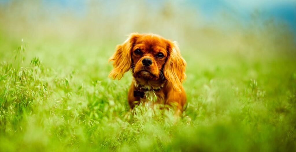 Puppy Health 101: What Every Puppy Parent Needs to Know