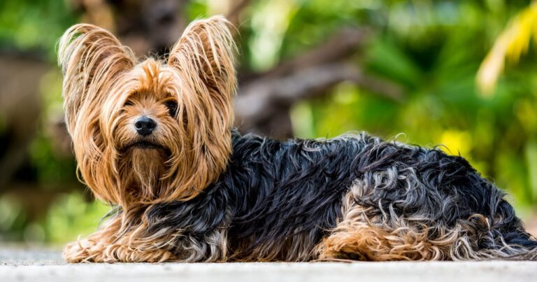 How To Train A Yorkshire Terrier