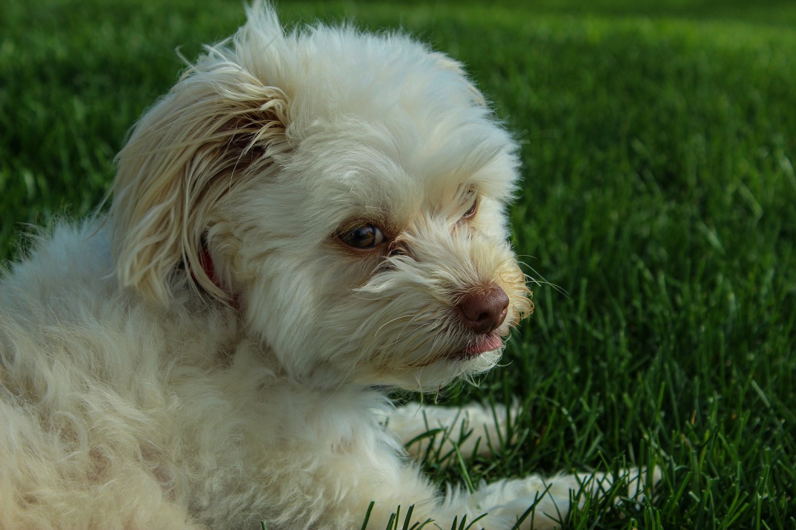 Is Your Puppy Overstimulated? Spot It and Stop It