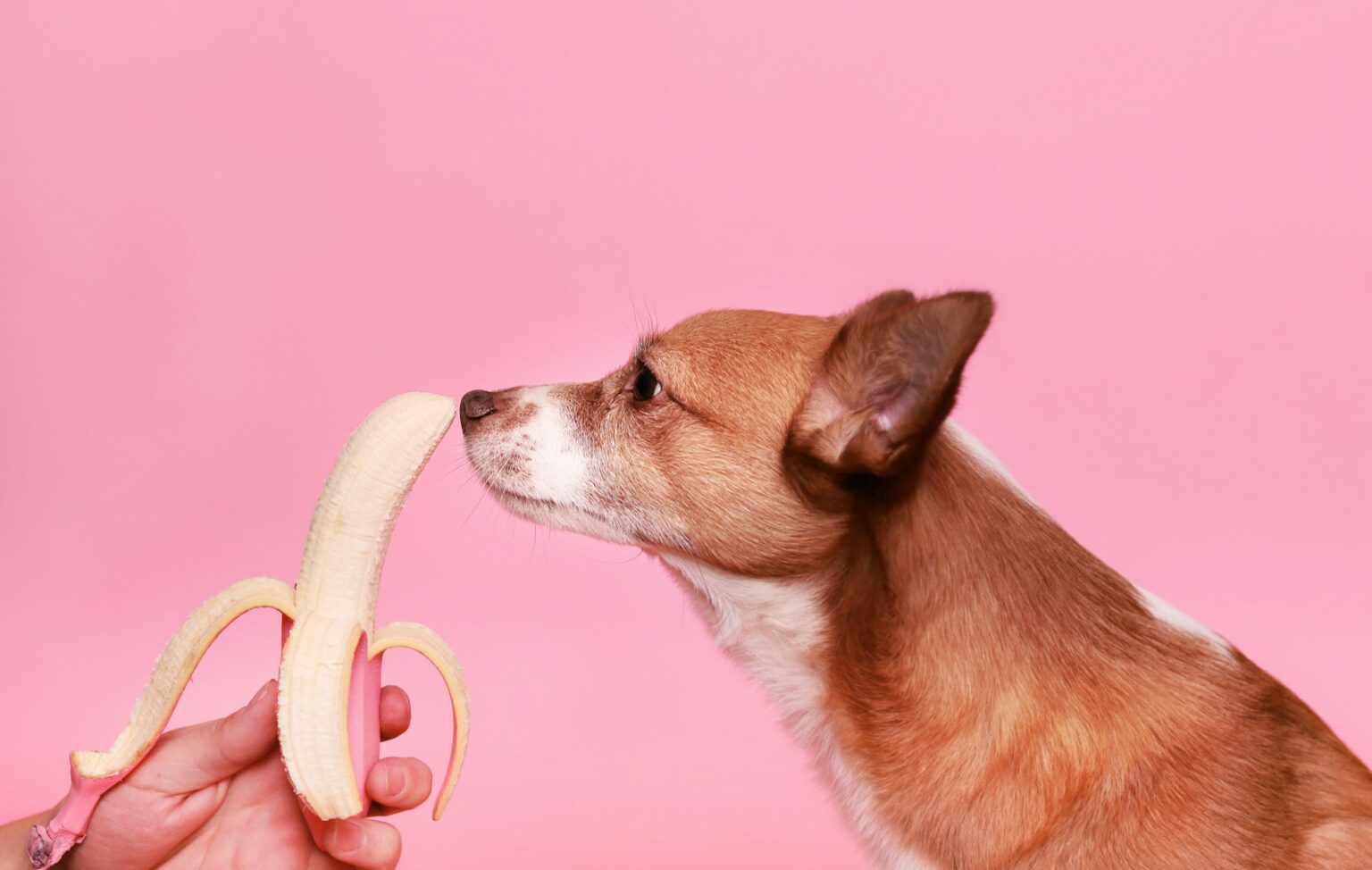 Photo inspiration: Here S Why Your Dog Should Eat Bananas Photo Inspiration