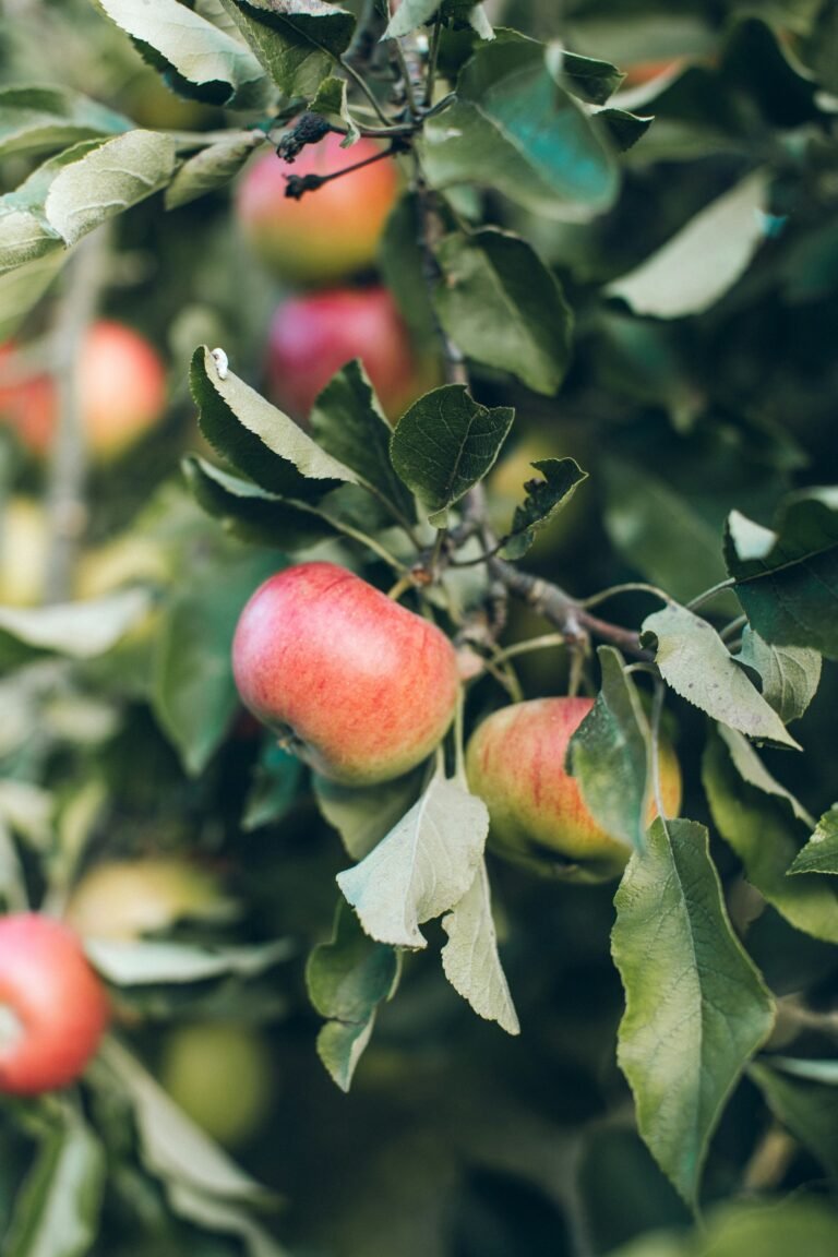 Can Dogs Eat Apples? - Smart Dog Learning