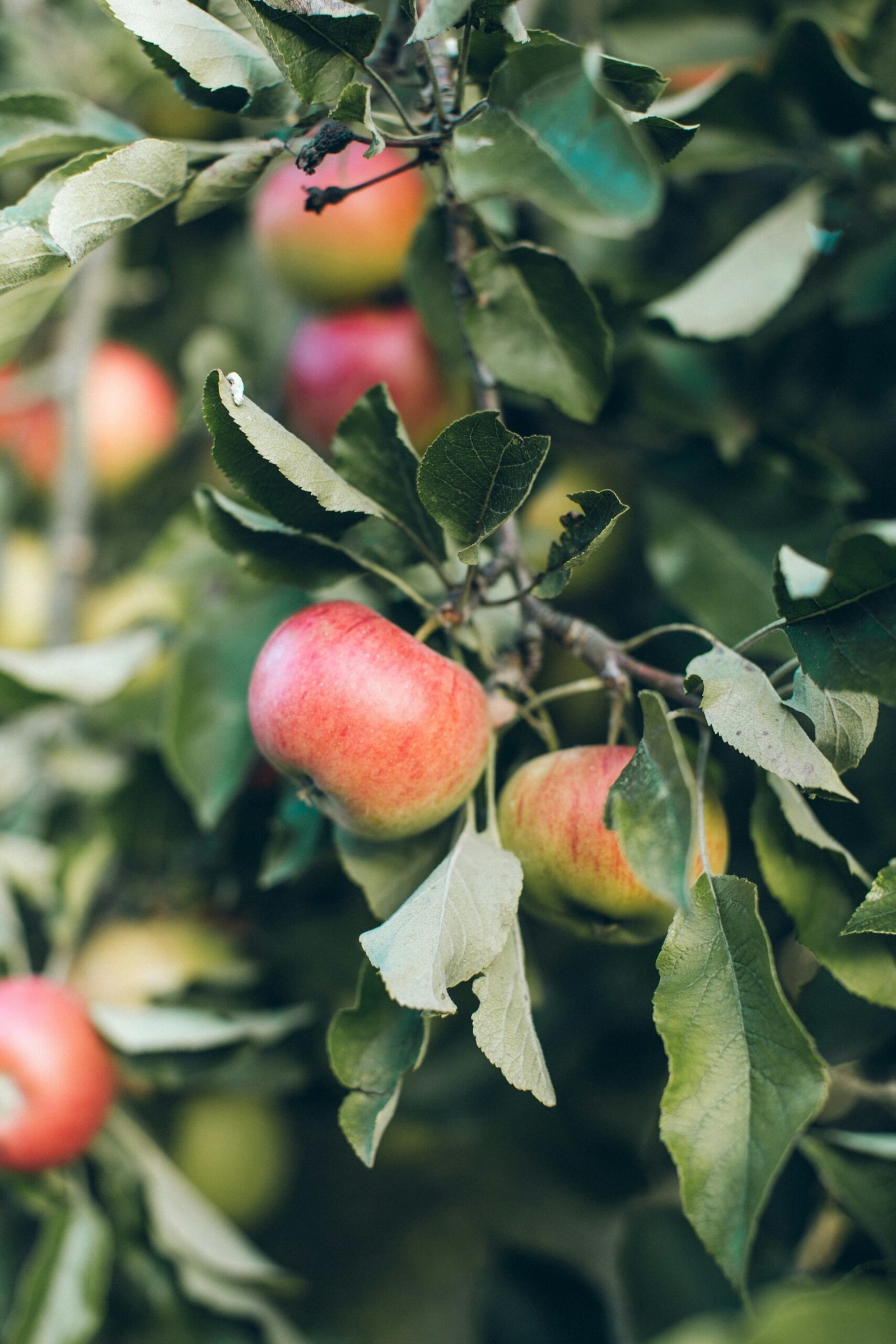 View of Can Dogs Eat Apples? - Smart Dog Learning