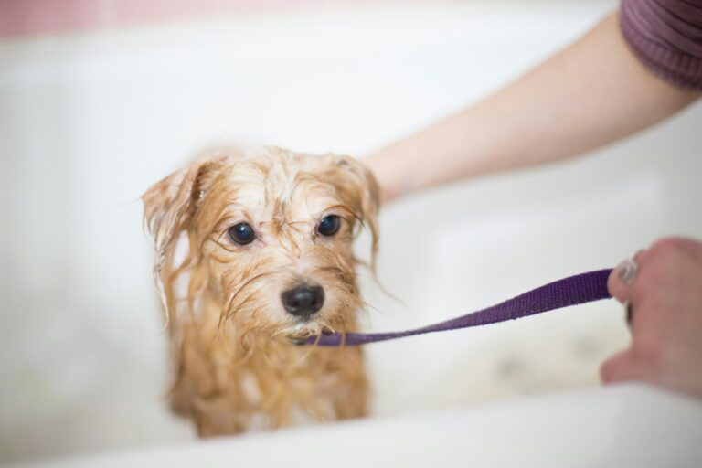 DIY Natural Dog Shampoo Using Ingredients You Already Have at Home