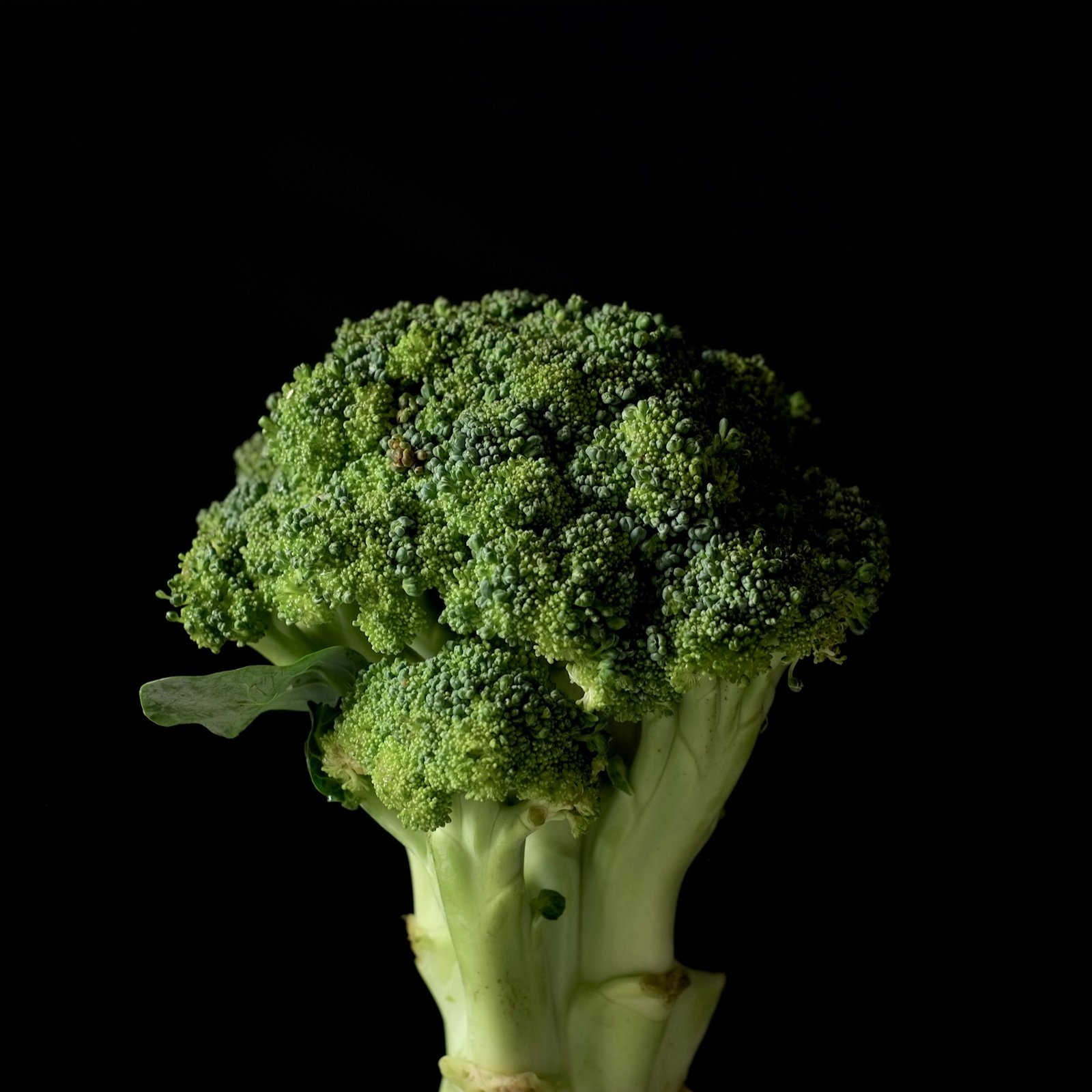 Can Dogs Eat Broccoli? - Smart Dog Learning - Cooked Broccoli And Vegetable Soup For Dogs