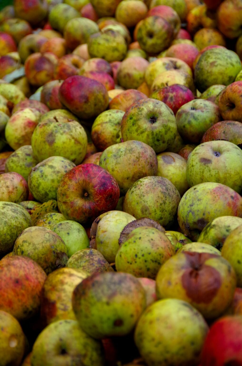Can Dogs Eat Apples? - Smart Dog Learning - What If My Dog Eats A Fallen Apple