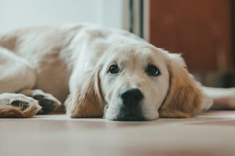 21 Fun Facts About Golden Retrievers That’ll Make You Love Them Even More