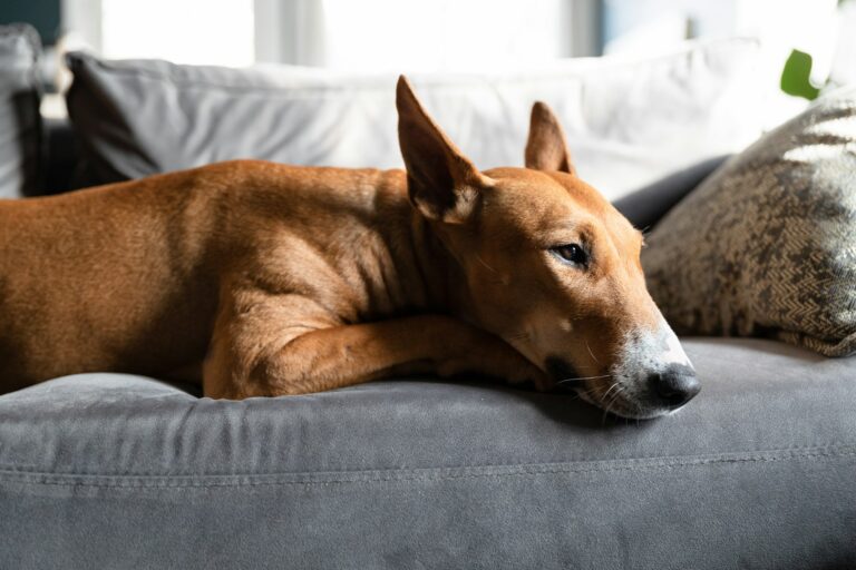 6 Things to Know Before You Get a Bull Terrier
