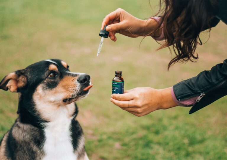 6 Natural Antibiotics for Dogs: Because Sometimes Nature Knows Best