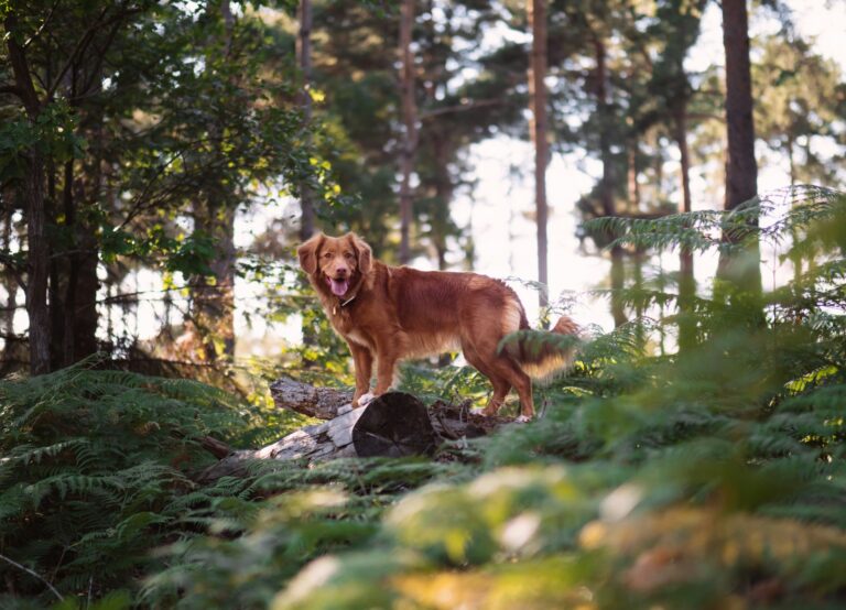 Camping with Dogs: 12 Must-Have Accessories for the Great Outdoors