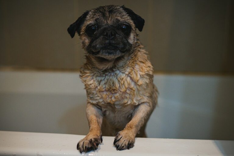 Oatmeal Bath for Dogs: Soothe Your Pup’s Itchy Skin Naturally