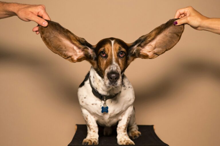 7 Essential Tips for Cleaning Your Dog’s Ears