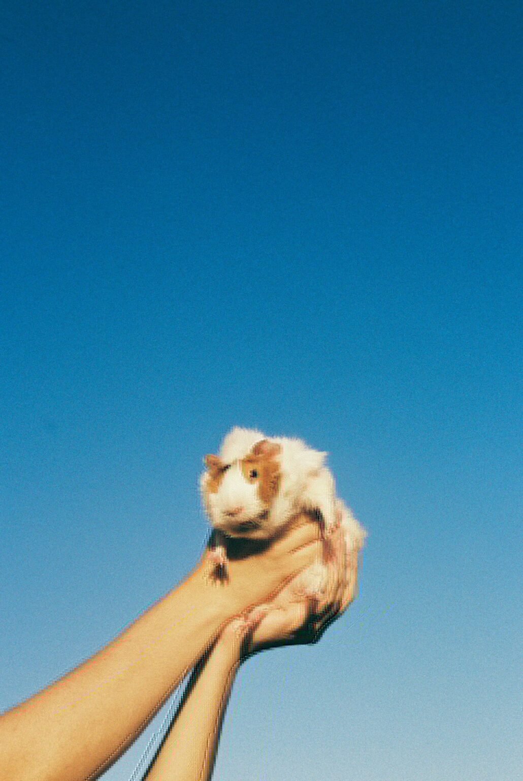 Photo inspiration: Visual Reference: 10 Biggest Mistakes Guinea Pig Owners Make And How To