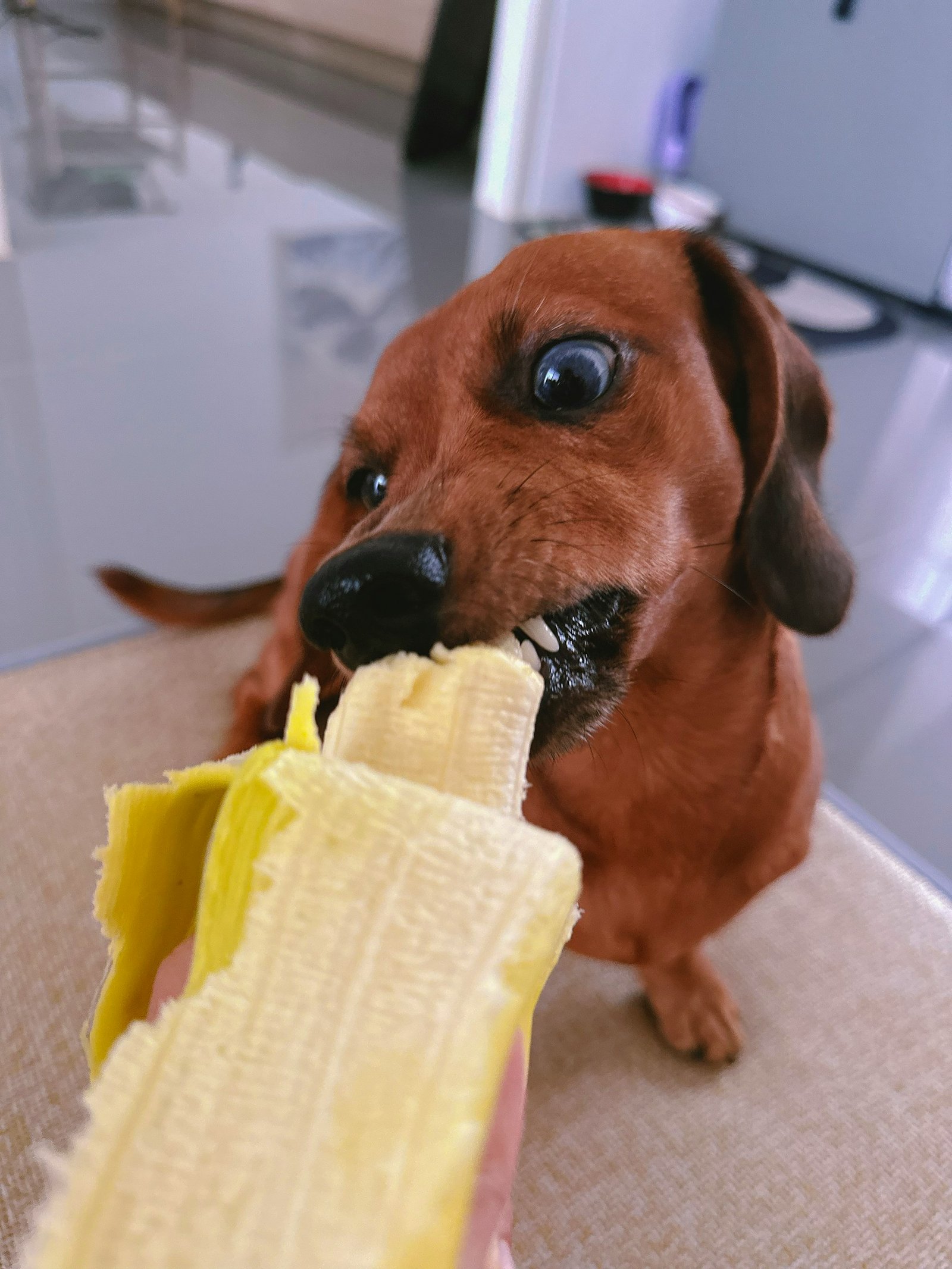 Picture of Here's Why Your Dog Should Eat Bananas!