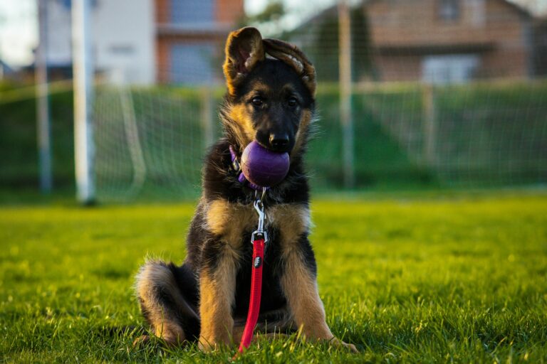 23 Interesting Facts About German Shepherds That’ll Make You Love Them Even More