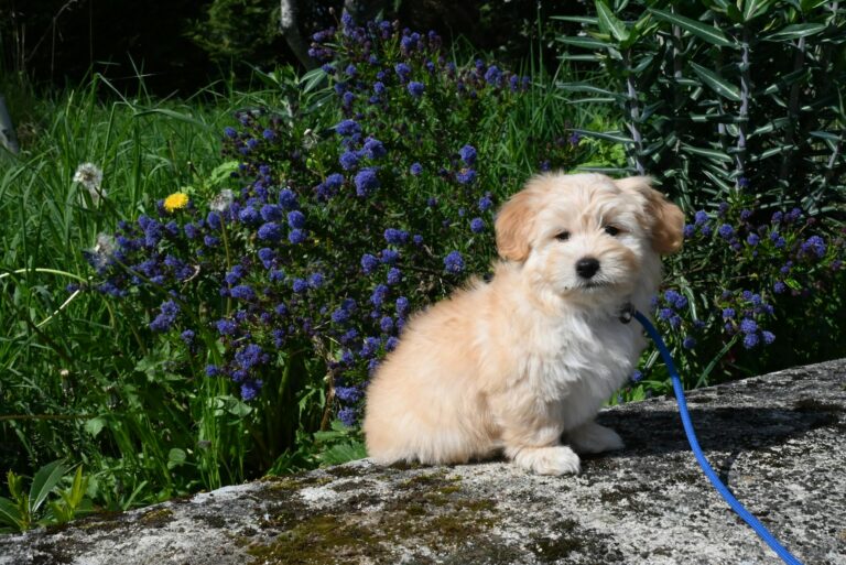6 Training Tips for Havanese Dog Owners