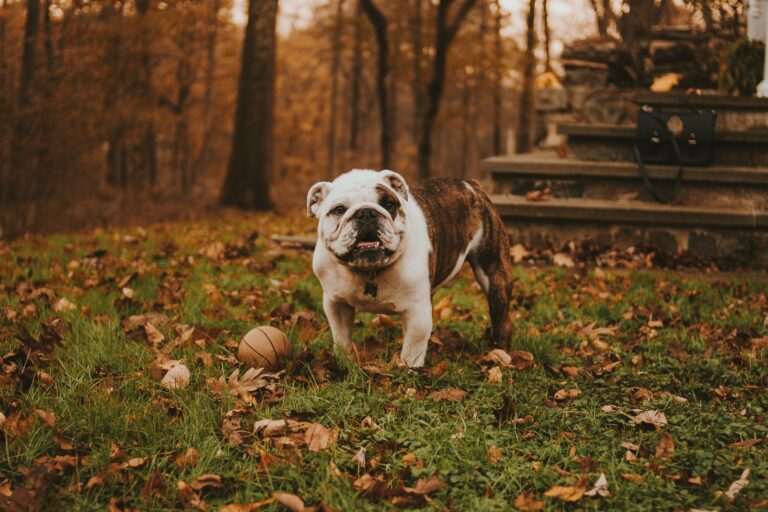 10 Dog Breeds That Don’t Bark Too Much
