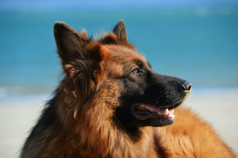 The 10 Best Guard Dogs for Families: Fierce, Loyal, and Totally Lovable