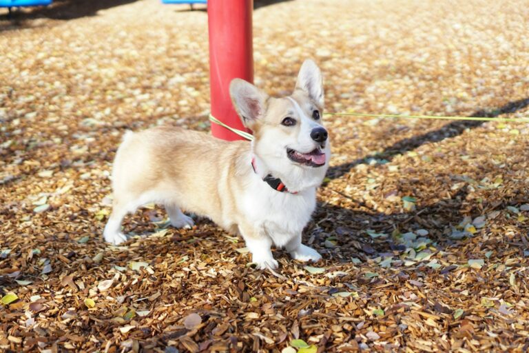 7 Mistakes Every Corgi Owner Makes (And How to Avoid Them!)