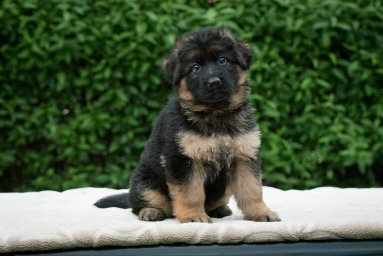 10 Things Every German Shepherd Owner Needs