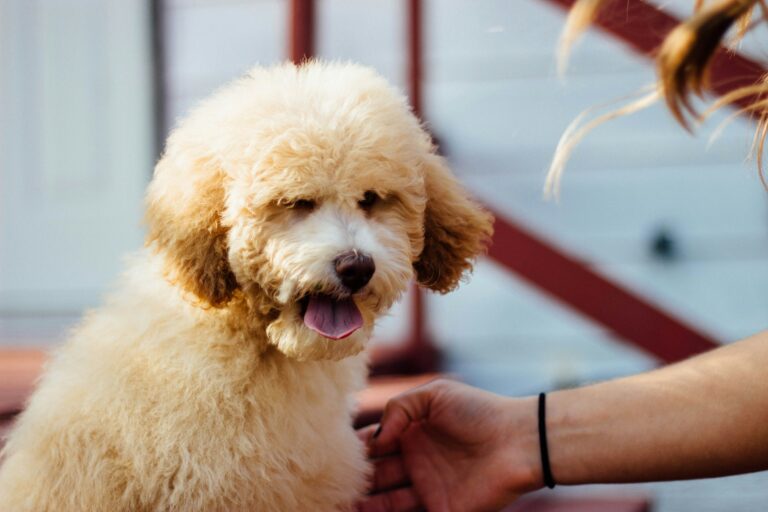 20 Facts About Poodles That Prove They’re the Smartest (and Floofiest) Dogs Around