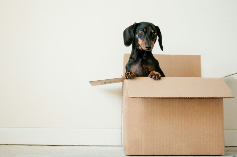 19 Facts About Dachshunds That Will Make You Smile (and Maybe Laugh)