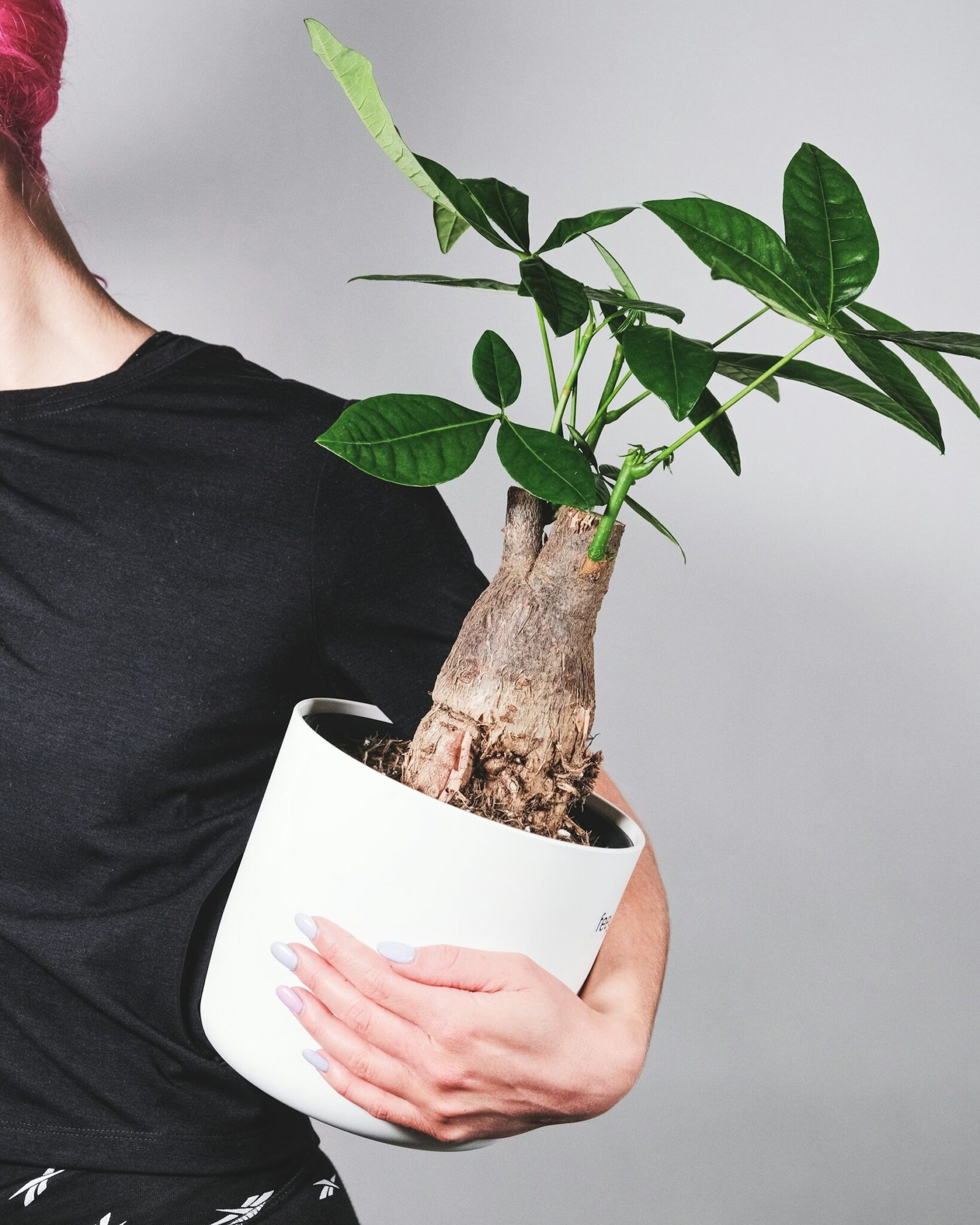 Money Tree Care 101: How to Keep Your Green Friend Thriving - Smart Dog