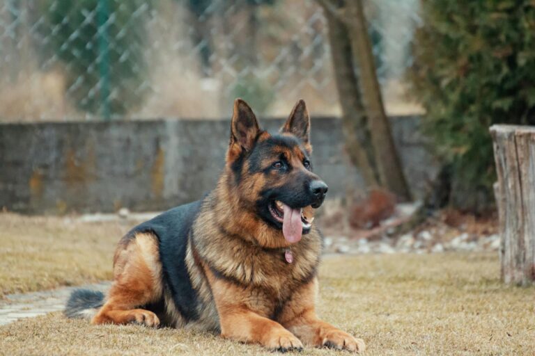 5 Common German Shepherd Health Issues and Prevention Tips