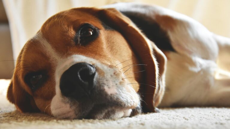 The 6 Most Common Health Issues of Beagles: What Every Owner Needs to Know