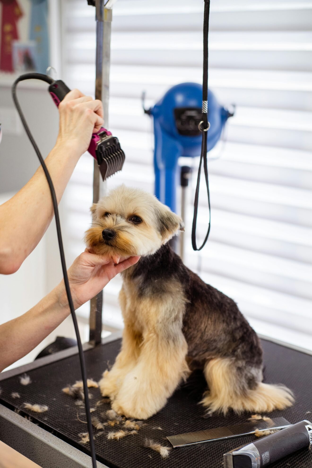 A closer look at Easy Dog Grooming Hacks