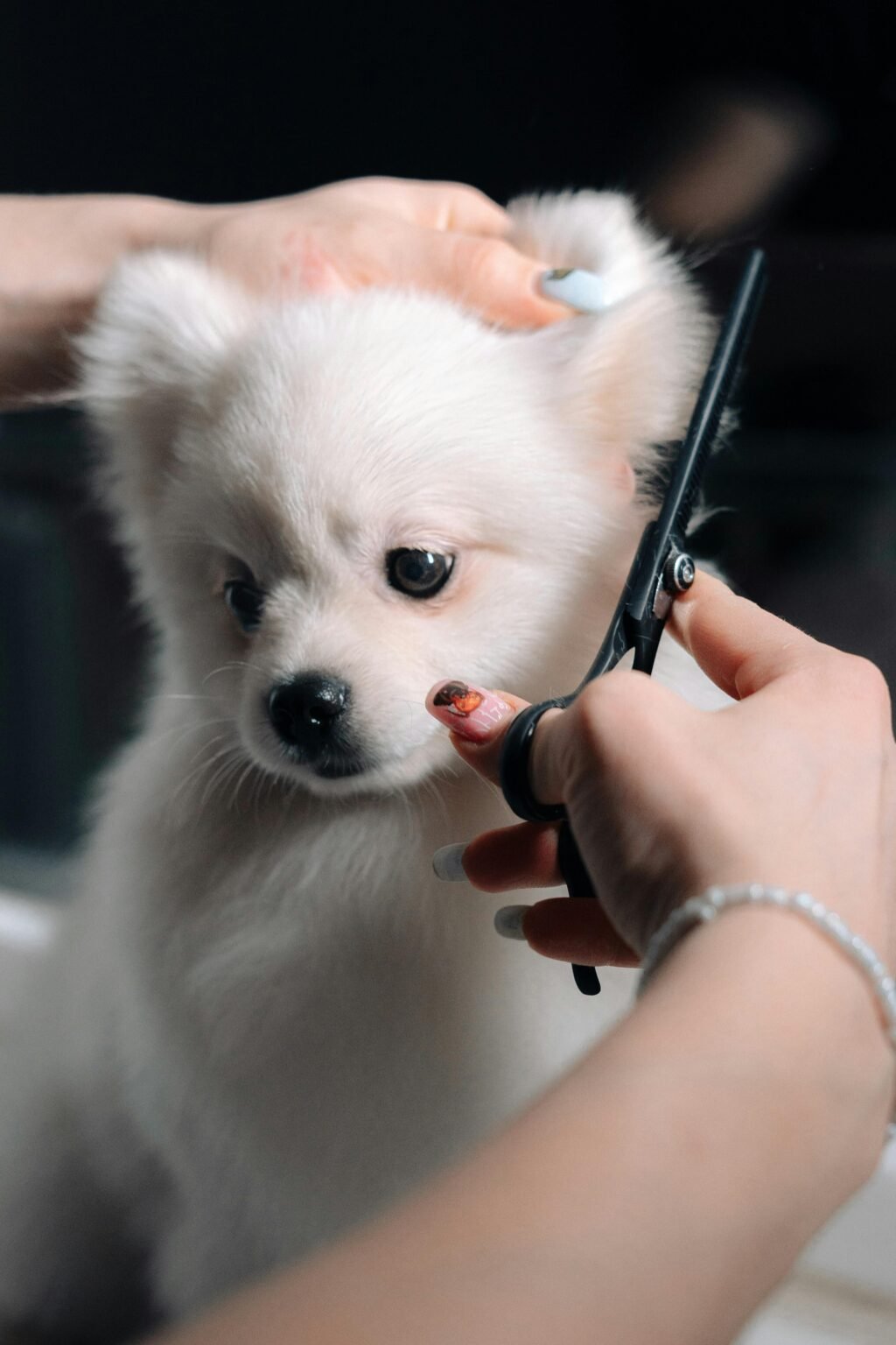 Photo inspiration: Picture Idea: 6 Dog Grooming Hacks That Save Money And Time