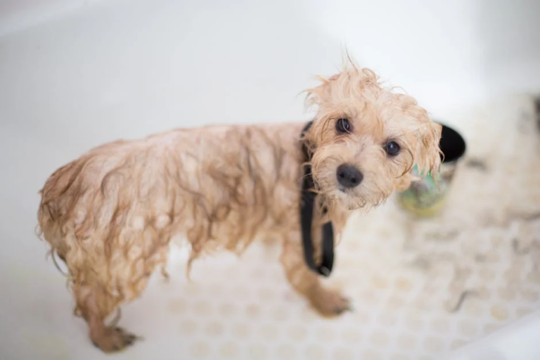 6 Dog Grooming Hacks That Save Money (And Time)