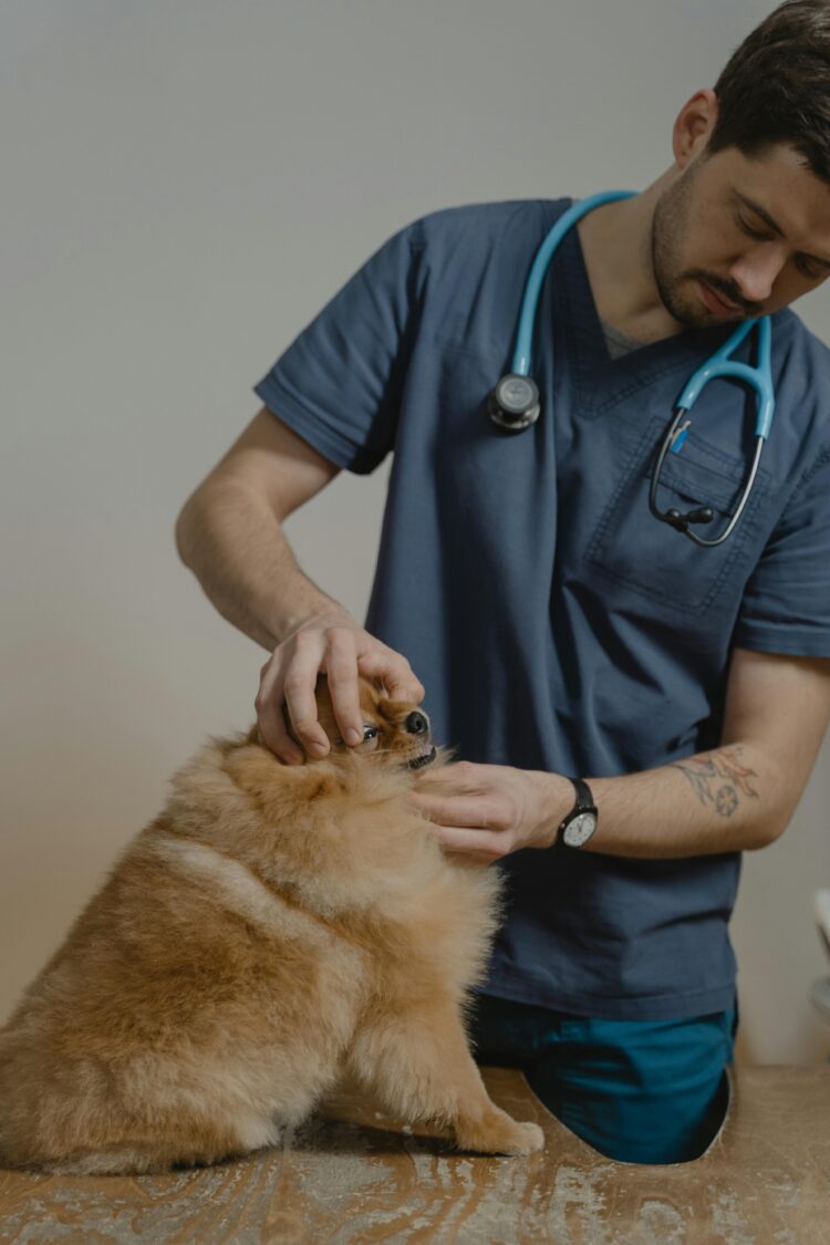 7 Life-Saving First Aid Tips for Dog Emergencies - Smart Dog Learning