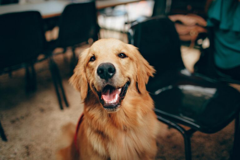 6 Common Health Issues Of Golden Retrievers