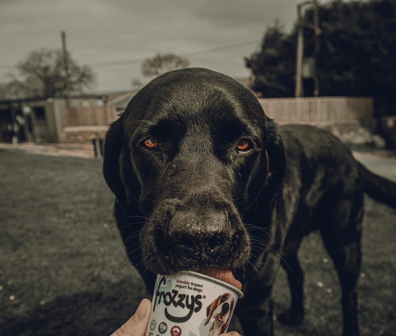 Beautiful view of Can Large Breed Dogs Eat Yogurt For Probiotics