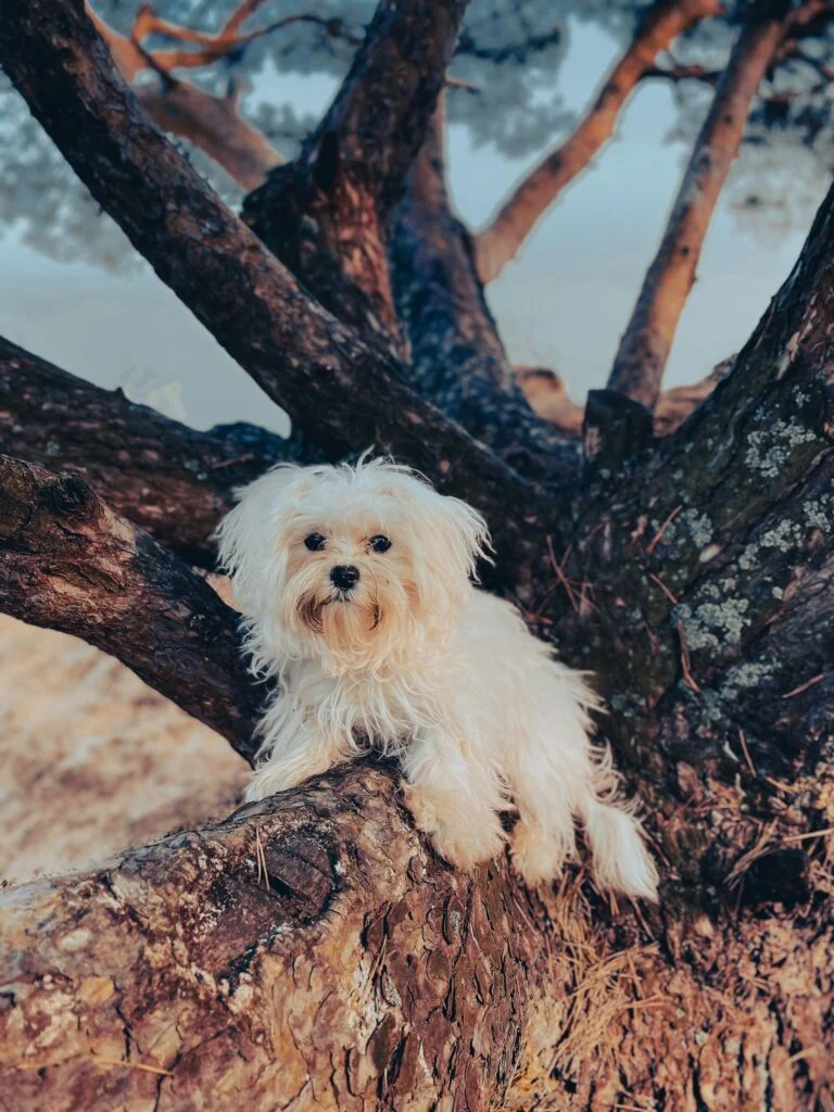 Maltese
