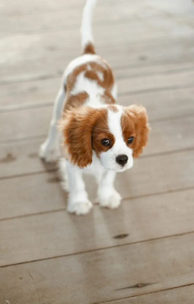 Cavalier King Charles Spaniel