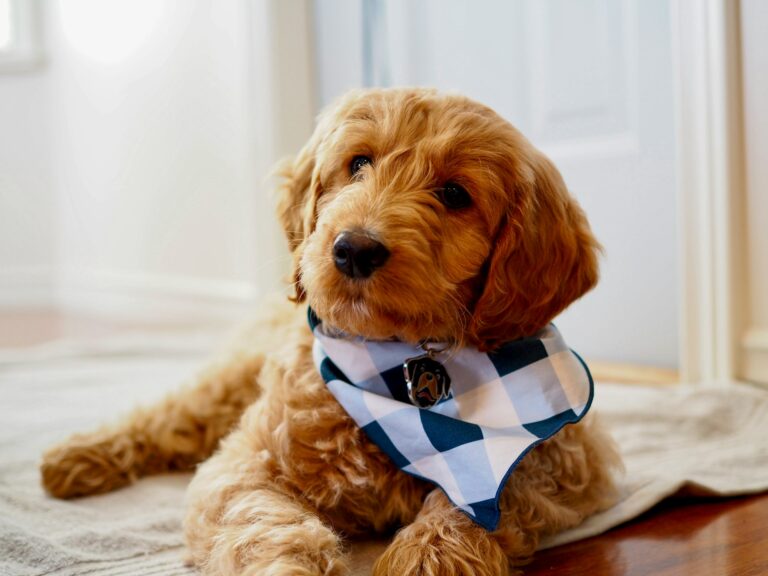 How to Train a Goldendoodle: 8 Tips to Keep Your Fluffy Buddy in Check