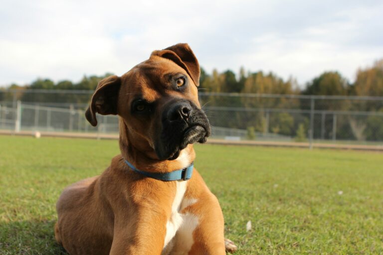 Why Dogs Tilt Their Heads: The Science Behind It
