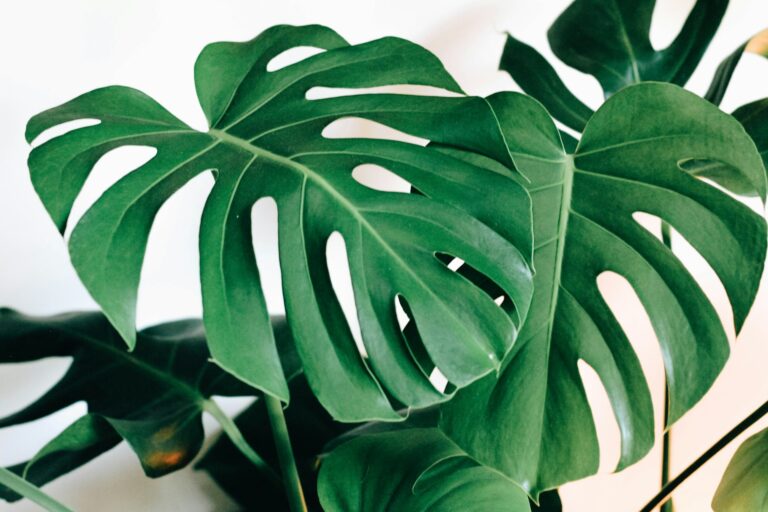 8 Monstera Plant Care Tips: How to Keep Your Swiss Cheese Plant Thriving