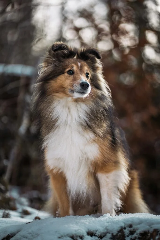 Shetland Sheepdog (Sheltie)