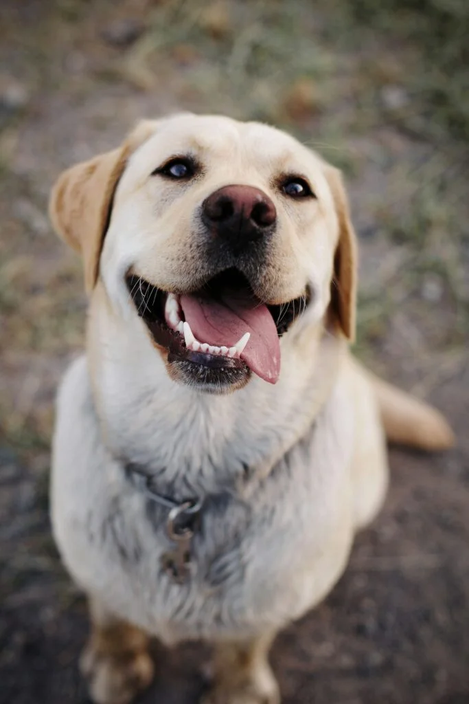 Labrador Retriever