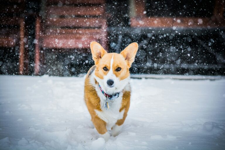 21 Facts About Corgis That Prove They’re the Royals of the Dog World